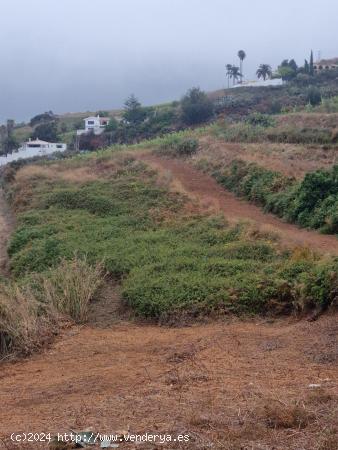 Finca de Cultivo para Viña de Secano u otros cultivos - SANTA CRUZ DE TENERIFE