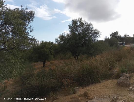  PARCELA DE OLIVOS CERCA DE ALCAUCIN - MALAGA 