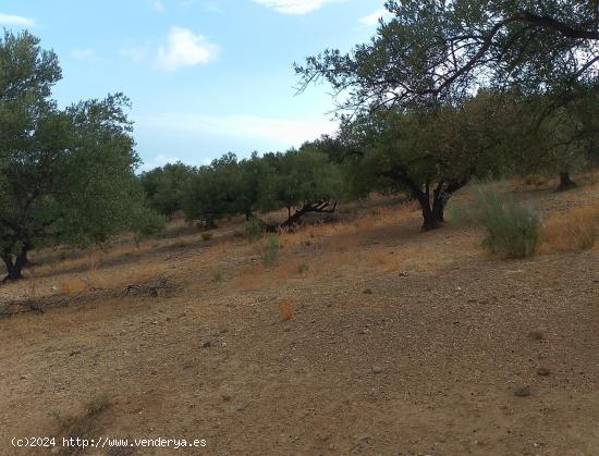 PARCELA DE OLIVOS CERCA DE ALCAUCIN - MALAGA