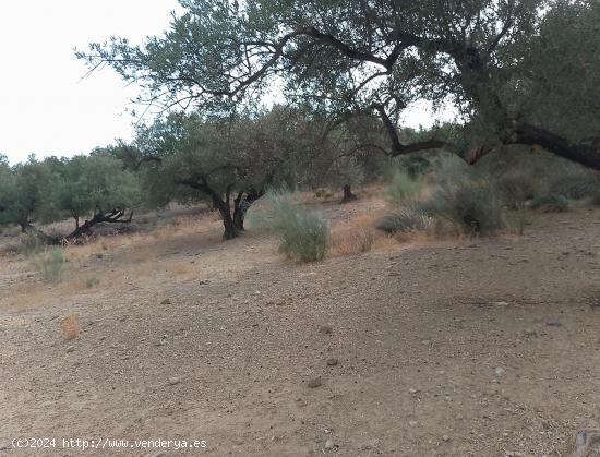 PARCELA DE OLIVOS CERCA DE ALCAUCIN - MALAGA