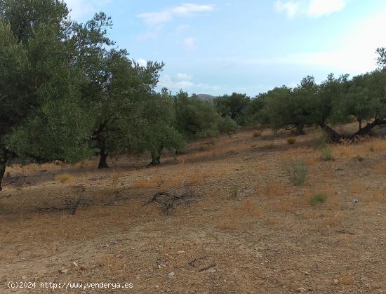 PARCELA DE OLIVOS CERCA DE ALCAUCIN - MALAGA