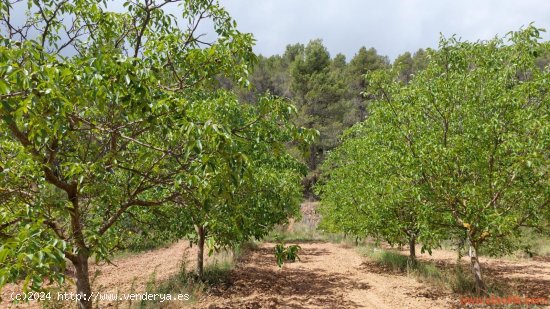 Finca en venta en Monroyo (Teruel)