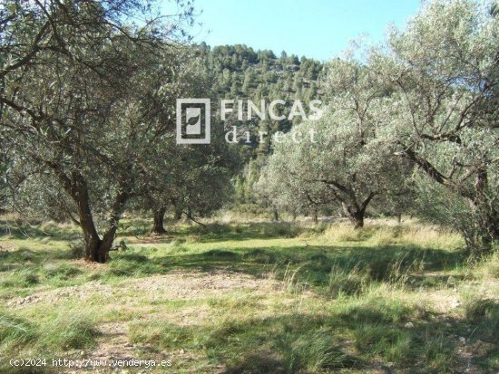 Parcela en venta en Paüls (Tarragona)