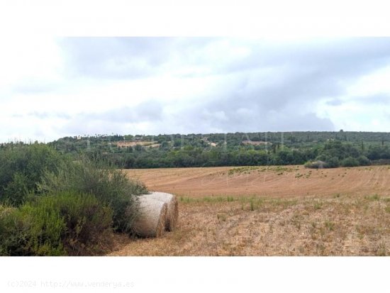 Parcela en venta en Manacor (Baleares)