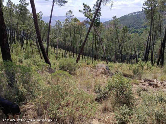 Finca en venta en Monesterio (Badajoz)