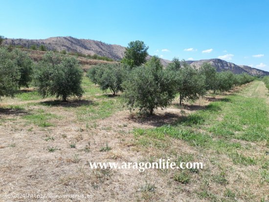 Finca en venta en Nonaspe (Zaragoza)