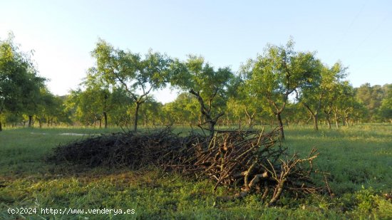 Finca en venta en Miravet (Tarragona)