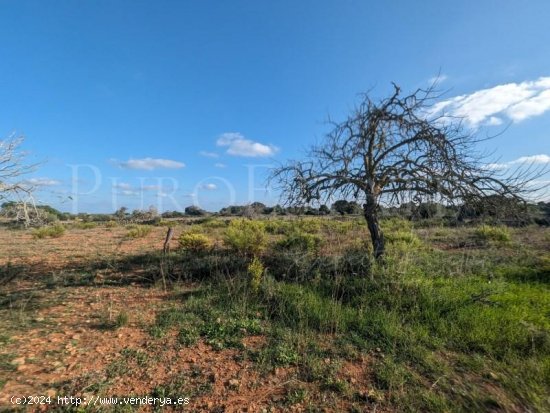 Parcela en venta en Manacor (Baleares)