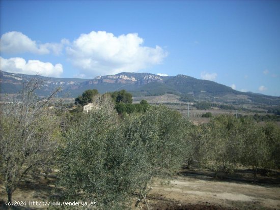 Suelo rústico en venta  en Aleixar, L - Tarragona