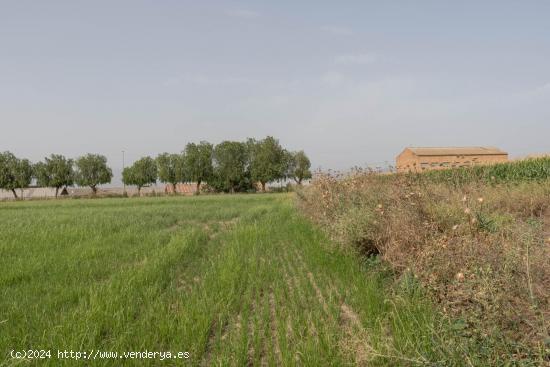 TERRENO AGRÍCOLA - GRANADA