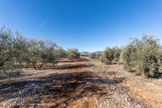 OPORTUNIDAD DE FINCA RUSTICA JUNTO PANTANO DE CUBILLAS - GRANADA