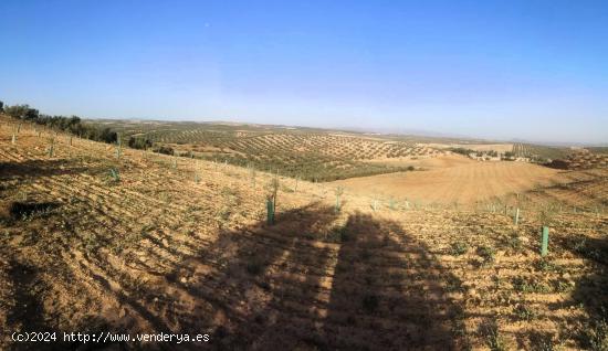 Finca de Olivos entre Chimeneas  y Cijuela - GRANADA