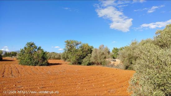  Bonito terreno de 21.000 m² en Llucmajor con proyecto de una casa - BALEARES 