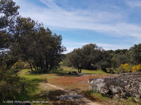 FINCA DE ENCINAS DE 8 FANEGAS - CORDOBA