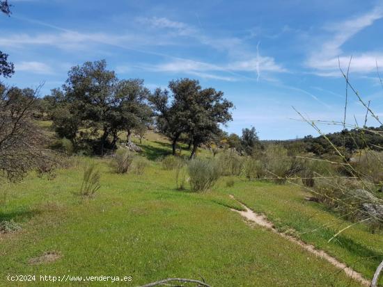 FINCA DE ENCINAS DE 8 FANEGAS - CORDOBA