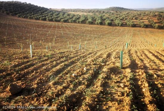 Finca de Olivos entre Chimeneas  y Cijuela - GRANADA