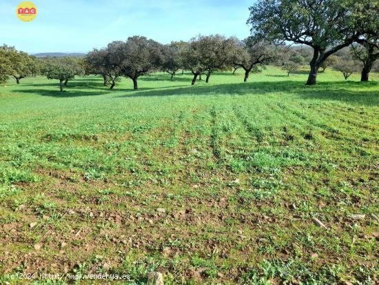  FINCA EN VILLANUEVA DE LOS CASTILLEJOS - HUELVA 