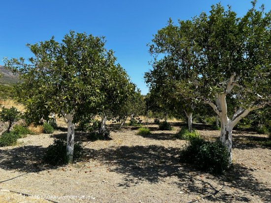  Parcela en venta en Alozaina (Málaga) 