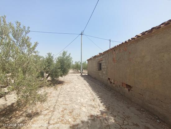 Casa de campo para reformar con 500 olivos en plena producción - MURCIA