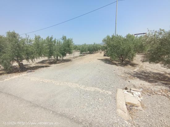 Casa de campo para reformar con 500 olivos en plena producción - MURCIA