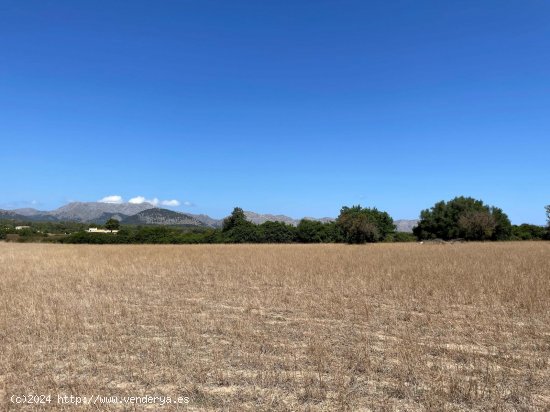 Solar en venta en Alcúdia (Baleares)