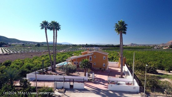 Finca en venta en Orihuela (Alicante)