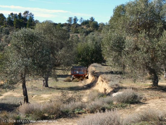 Finca en venta en Maella (Zaragoza)