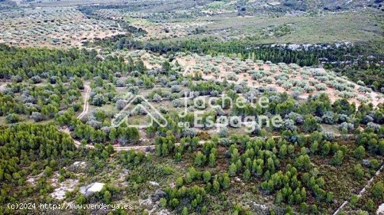 Finca en venta en Canet lo Roig (Castellón)