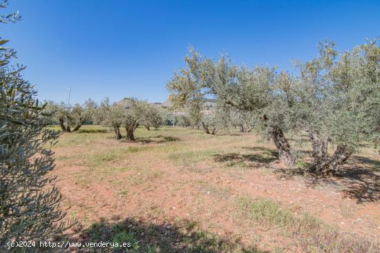 VENTA DE PARCELA URBANIZABLE (ACTUALMENTE RUSTICA) EN EL CAMINO DE LAS CRUCES A 1 MINUTO DE ALBOLOTE