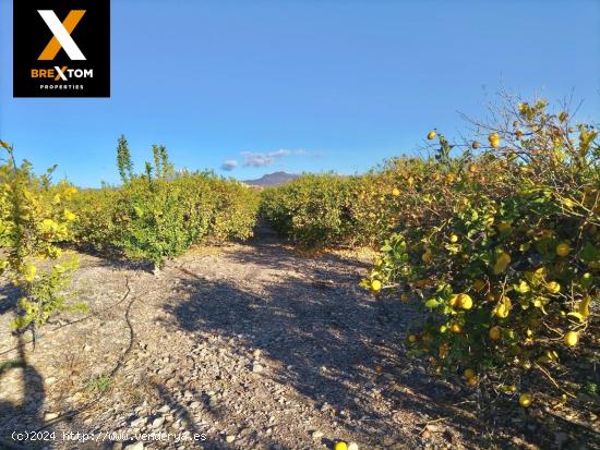 CASA CON TERRENO EN LOS PERIQUITOS FORTUNA - MURCIA