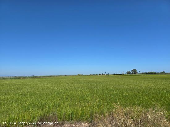  FINCA DE ARROZ EN ENCANYISSADA - TARRAGONA 