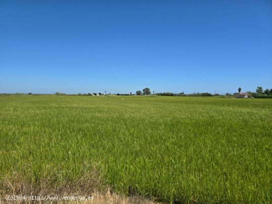 FINCA DE ARROZ EN ENCANYISSADA - TARRAGONA