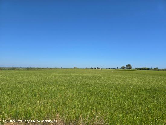 FINCA DE ARROZ EN ENCANYISSADA - TARRAGONA