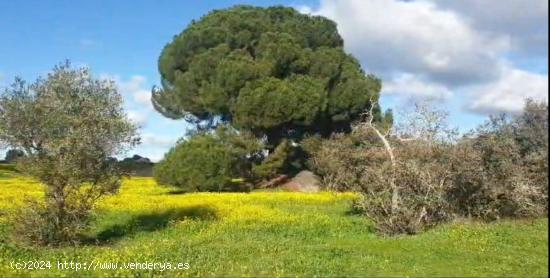 ¡¡Espectacular finca rústica de 110.000 m2 con casa!! - CACERES