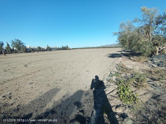 Terreno rural de 11.000 m2 en el salar - MURCIA