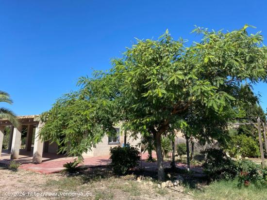 TIERRA CON BALSA Y CASA DE APEROS - ALICANTE