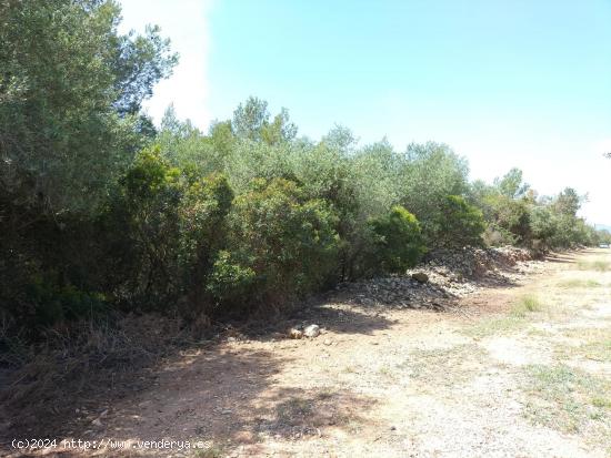 FINCA RÚSTICA CON POZO DE AGUA - TARRAGONA