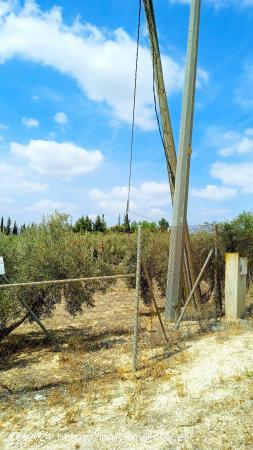 FINCA CON OLIVOS VALLADA - MURCIA