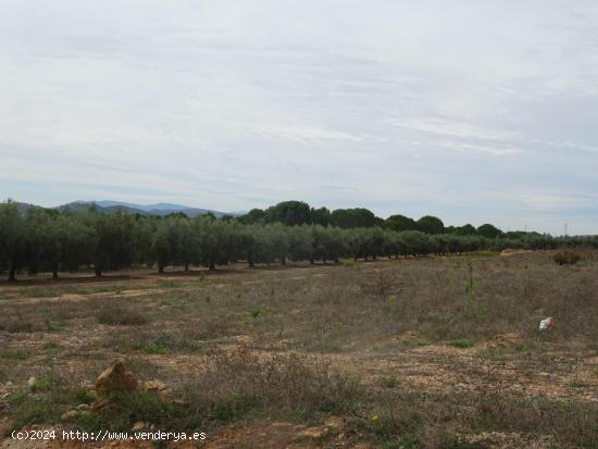  PRECIO de OCASIÓN!! Parcela de 12.000 m2 para construir en Benejama - ALICANTE 