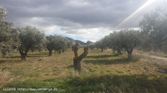 Finca rústica en producción!! Con posibilidad de construir!! - ALICANTE