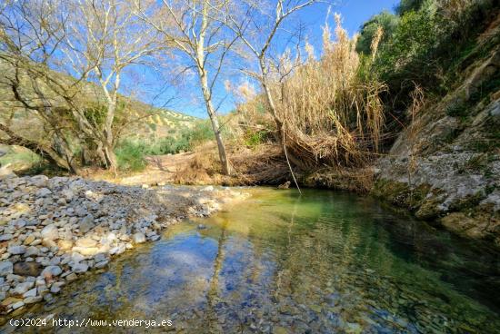 FINCA DE 2700 OLIVOS EN ALGARINEJO (GRANADA) - GRANADA