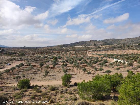 PLANTACIÓN OLIVOS EN PRODUCCIÓN - ALICANTE