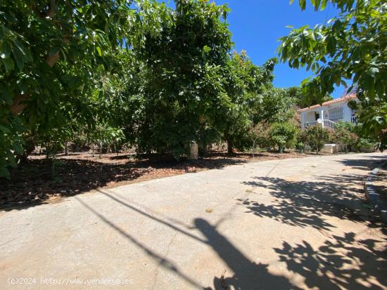 Fantástica finca ideal como explotació turistica con plantas de mangos y aguacates en La Viñuela 