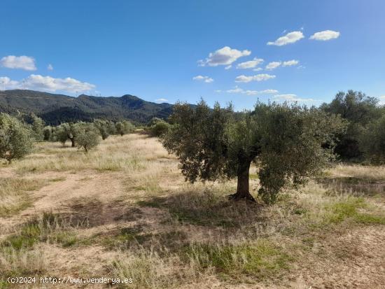 OCASION FINCA RUSTICA `LANTADA DE OLIVOS EN LA TORRE DE L´ESPANYOL - TARRAGONA