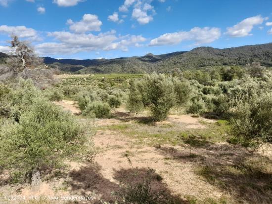 OCASION FINCA RUSTICA `LANTADA DE OLIVOS EN LA TORRE DE L´ESPANYOL - TARRAGONA