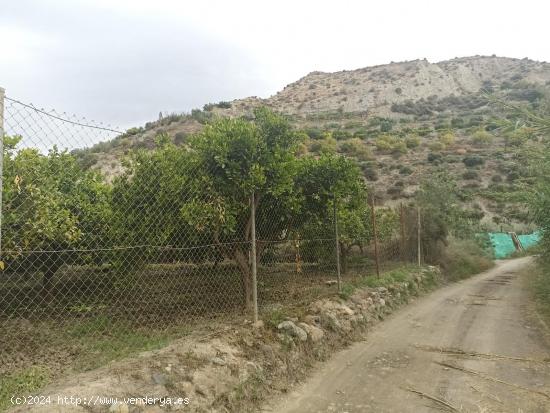 Terreno de naranjos canjayar PARAJE EL MAJUELO con olivos y arboles frutales y agua de la comunidad 