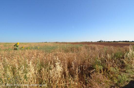 Urbis te ofrece un terreno en venta en Castellanos de Villiquera, Salamanca. - SALAMANCA