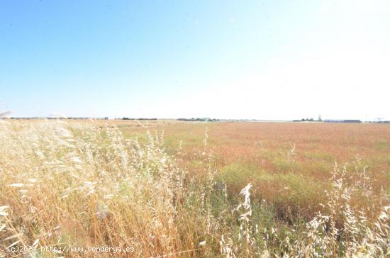 Urbis te ofrece un terreno en venta en Castellanos de Villiquera, Salamanca. - SALAMANCA