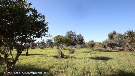 Finca rustica en venta en Binissalem - BALEARES