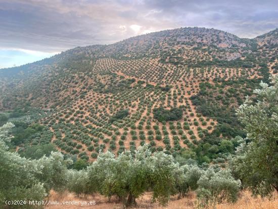 FINCA DE 2700 OLIVOS EN ALGARINEJO (GRANADA) - GRANADA